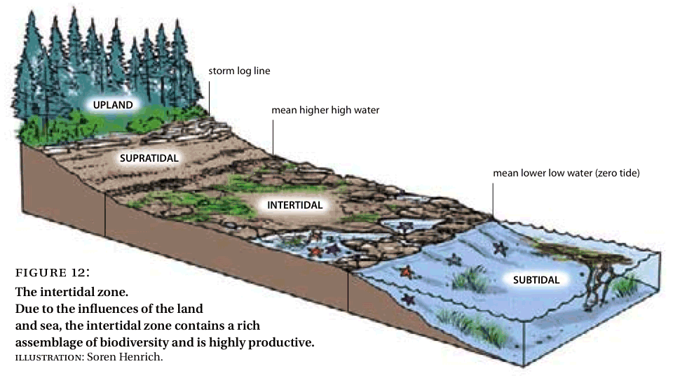 Estuary Diagram Taking Natures Pulse biodiversity BC figure 12