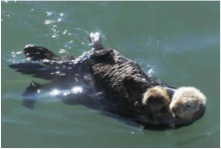 Sea Otter - Jim Maya