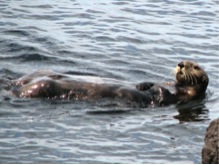 Sea Otter swim - Pete Haase