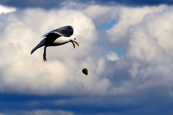 5-2-glaucous-winged-gull