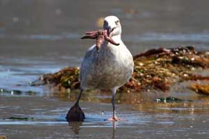 5-2-gull eating-1