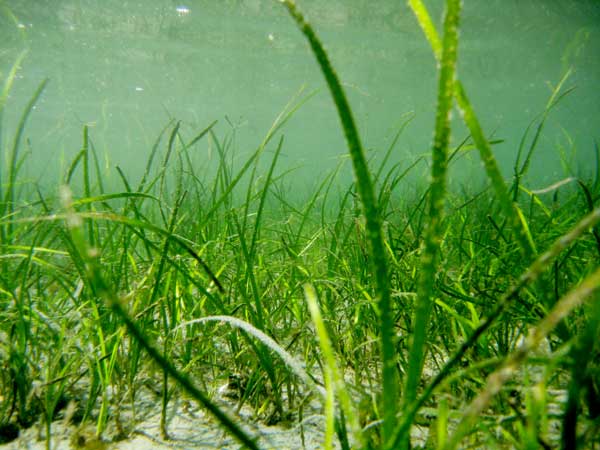 6-1-eelgrass