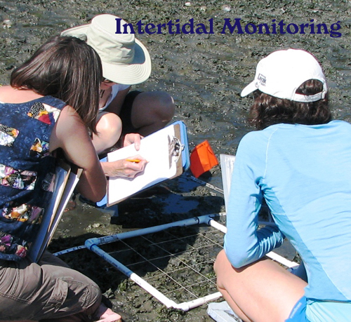 Intertidal Monitoring