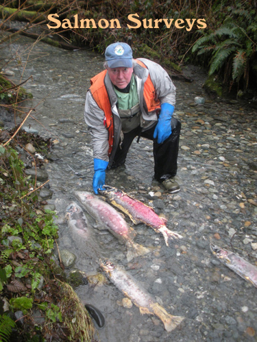 Salmon survey