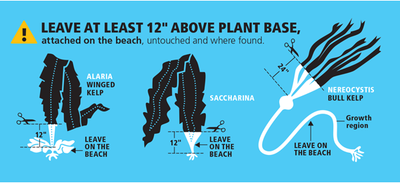 kelp diagram