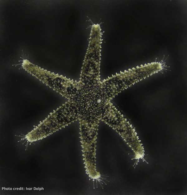 Six-Rayed Sea Star