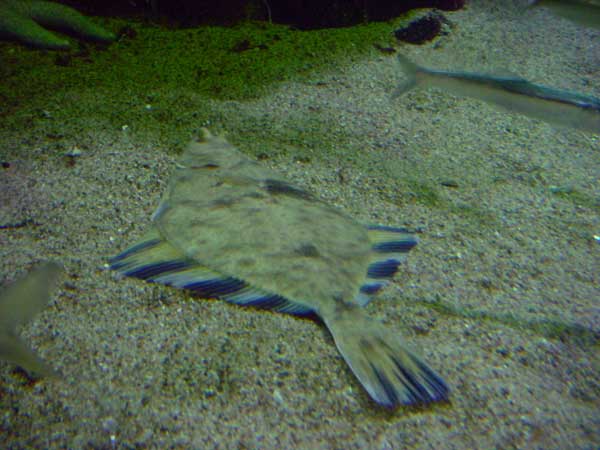 Starry Flounder
