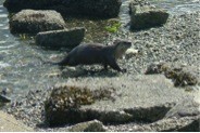 What? A Sea Otter in inside waters?!