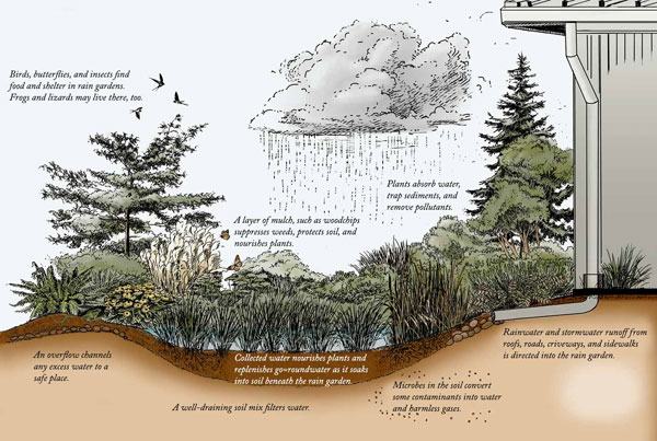 p2 2 RainGarden text 600